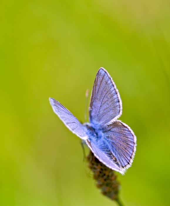 Ancora un polyommatus  ?